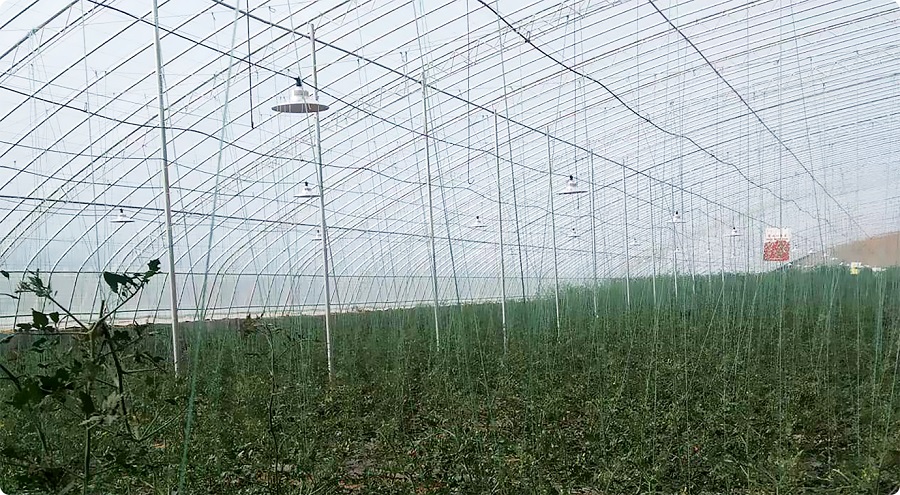 山東萬棚數據公司植物生長補光燈現場案例