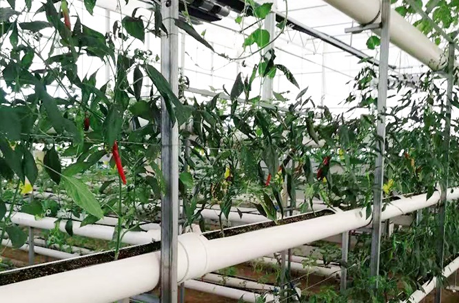 萬棚農業阿曼蘇丹國無土栽培工程